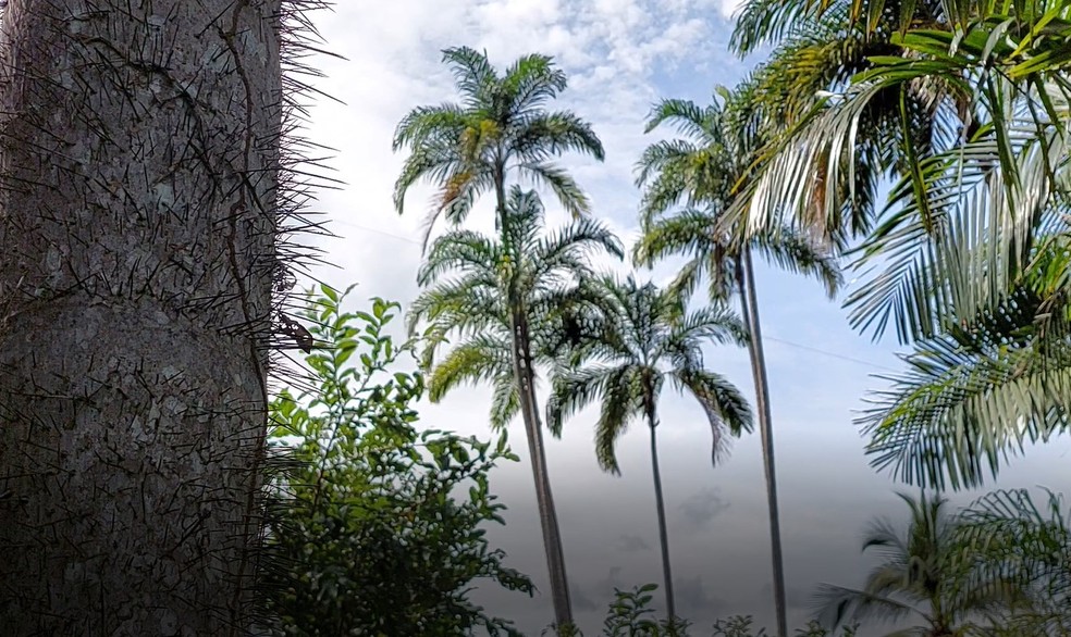 Pé de pupunha tem muitos espinhos — Foto: Franciele do Vale/Rede Amazônica