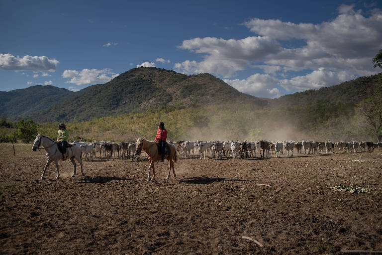 Produção agropecuária na comunidade Taxi, na Terra Indígena Raposa Serra do Sol