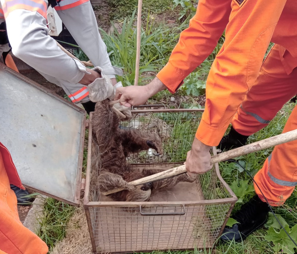 Bicho-preguiça é resgatado por equipe da Energisa em Ouro Preto do Oeste