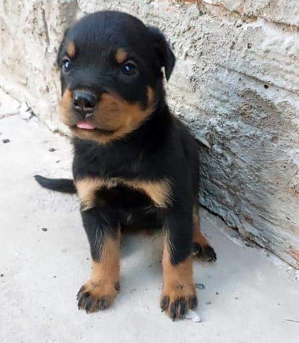 FILHOTES DE ROTTWEILER FURTADOS – TUTORA QUERIA VENDER PARA TRATAR LEUCEMIA