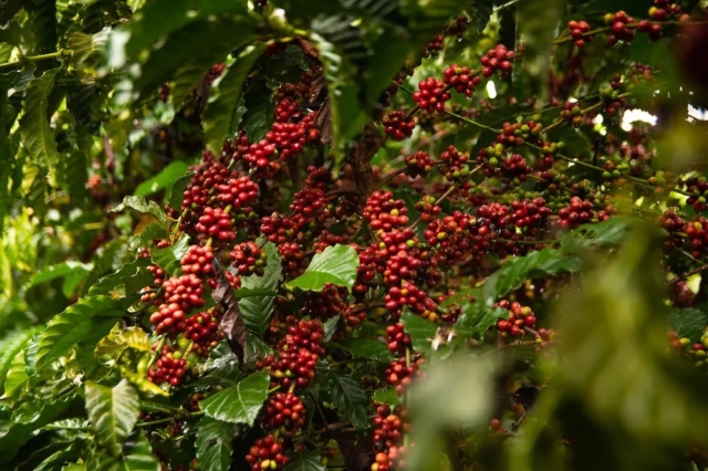 Colheita de café tem início em Rondônia