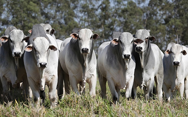 Rondônia é o 2º Estado da região Norte no ranking de produção agropecuária