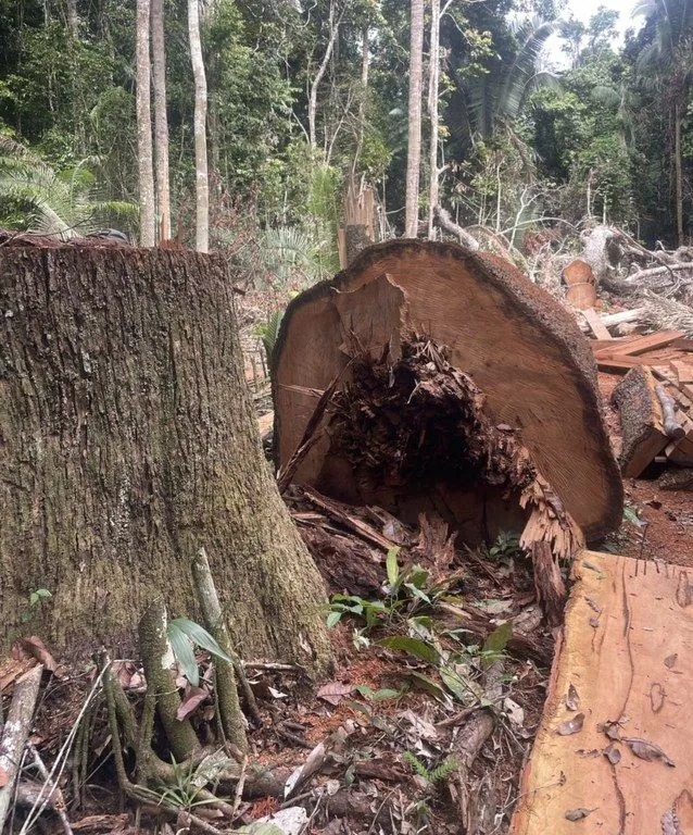 Invasores desmatam área equivalente a mais de 1,1 mil campos de futebol na Terra Indígena Igarapé Lage em Rondônia