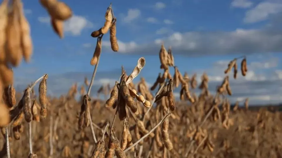 Efeitos climáticos tiraram força do agro no 1º trimestre, diz IBGE