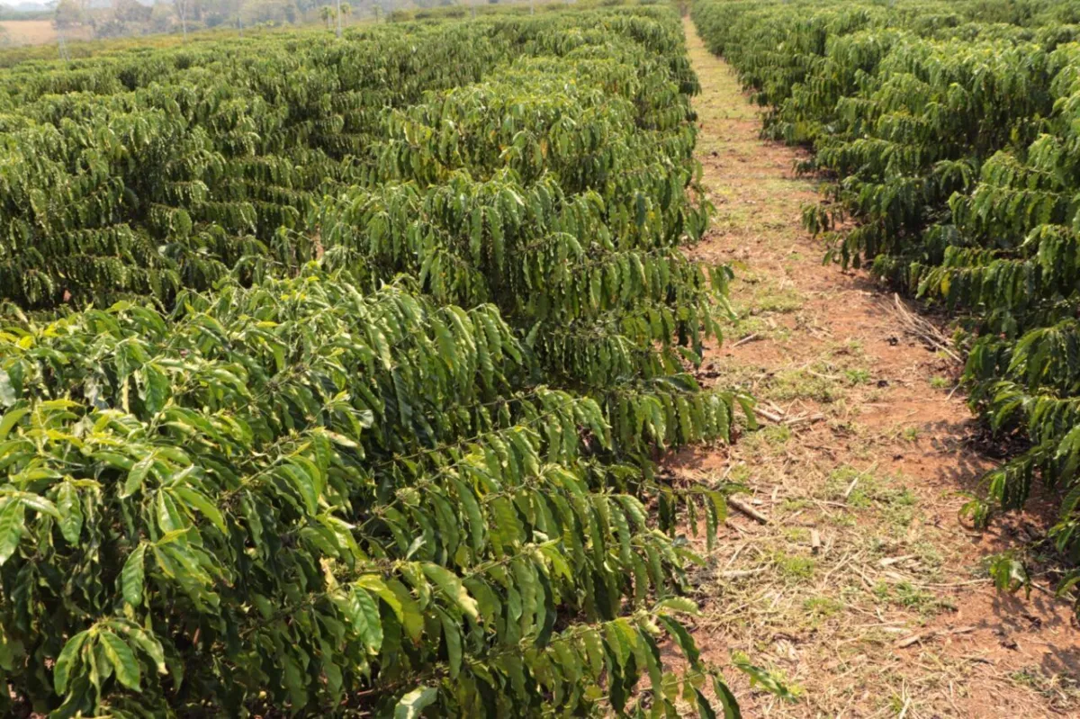 Investimentos do governo de RO em Cacoal fortalecem a produção agrícola e o crescimento econômico da região