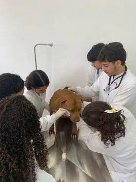 Alunos da Unir fazem atendimento de um cachorro