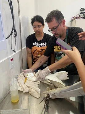 Veterinária